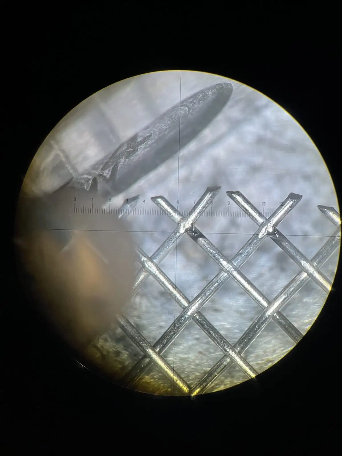 Maillage de fils métalliques micro-soudés au laser, vu au binoculaire